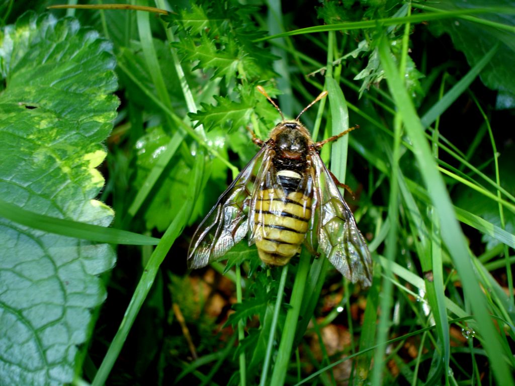 Bosco di Namos (BL) 25-06-2006